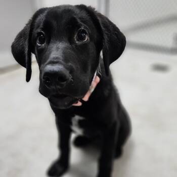 Raphael -  Mixed Breed Dog for Adoption in New York, New York - Raphael | PetCurious