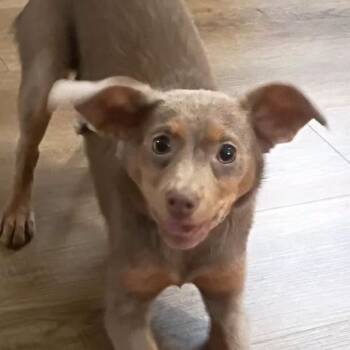 Chi-Chi -  Chihuahua and Miniature Pinscher Dog for Adoption in Bendena, Kansas - Chi-Chi | PetCurious