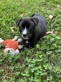 Tillie -  Anatolian Shepherd and Basenji Dog for Adoption in Greensboro, North Carolina - Tillie | PetCurious