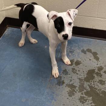 Mixed Breed Dogs Available for Adoption in Memphis, Tennessee - Buddy | PetCurious