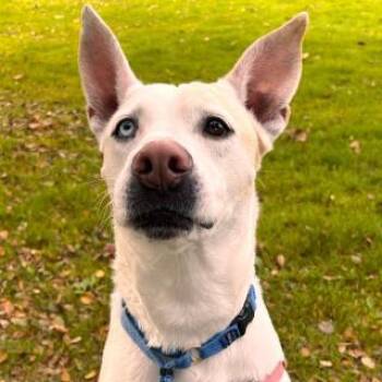 Husky and Mixed Breed Dogs Available for Adoption - DAISY | PetCurious