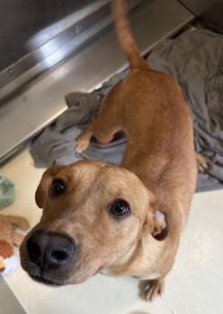 Black Mouth Cur Dogs Available for Adoption - Hay | PetCurious