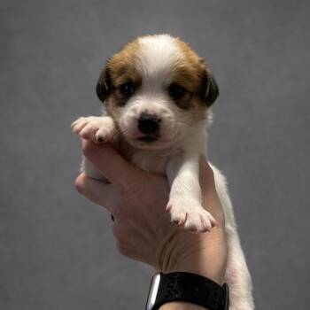 Mixed Breed Dogs Available for Adoption in Helena, Alabama - Blossom | PetCurious