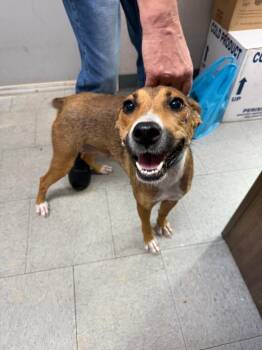 Frankie -  Mixed Breed and German Shepherd Dog Dog for Adoption in Winnsboro, South Carolina - Frankie | PetCurious