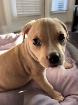 Sunkist -  Mixed Breed Dog for Adoption in Charleston, South Carolina - Sunkist | PetCurious