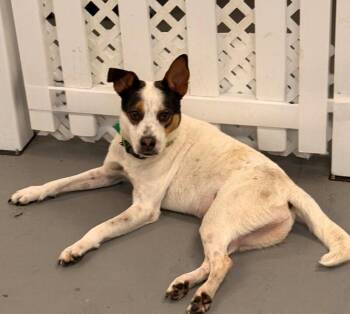 Nacho -  Australian Shepherd and Pit Bull Terrier Dog for Adoption in Los Angeles, California - Nacho | PetCurious
