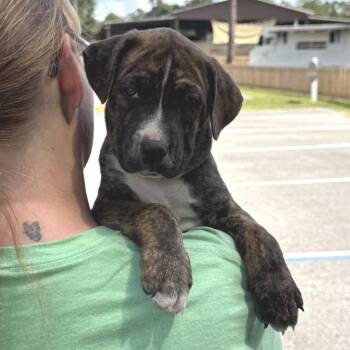 Stroop -  Mixed Breed Dog for Adoption in Freeport, Florida - Stroop | PetCurious