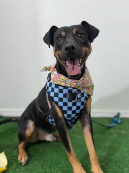Chico-One of our Amazing Rescue Dogs -  German Pinscher and Mixed Breed Dog for Adoption in Carlsbad, California - Chico-One Of Our Amazing Rescue Dogs | PetCurious
