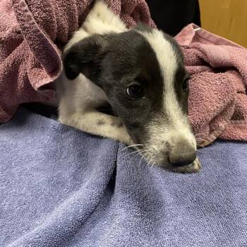 FROGGY -  Border Collie and Mixed Breed Dog for Adoption in Modesto, California - FROGGY | PetCurious