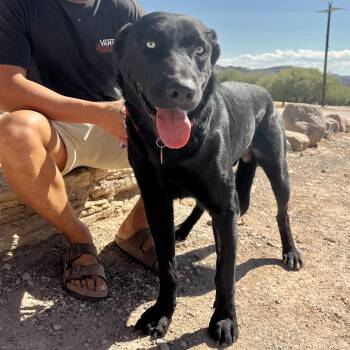 Rescue Black Labrador Retriever Dogs for Adoption in Marfa, Texas - Chase | PetCurious