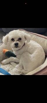 Maltipoo Dogs Available for Adoption in Citrus Heights, California - Luna - The Cutest Little Girl  | PetCurious