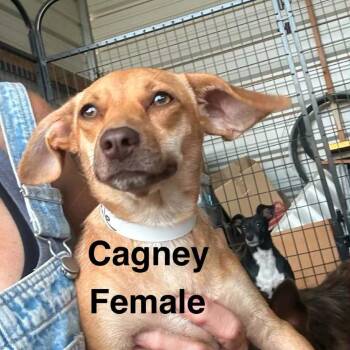 Cagney -  Dachshund and Mixed Breed Dog for Adoption in Park Falls, Wisconsin - Cagney | PetCurious
