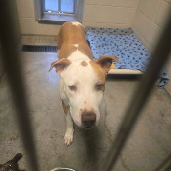 Rescue Pit Bull Terrier Dogs for Adoption in Apache Junction, Arizona - Honey | PetCurious
