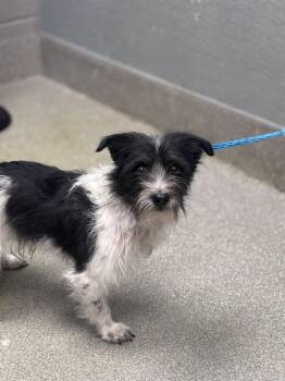 Terrier and Mixed Breed Dogs Available for Adoption in Las Vegas, Nevada - ELK | PetCurious