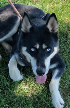 Rescue Siberian Husky Dogs for Adoption in Colusa, California - Betty | PetCurious