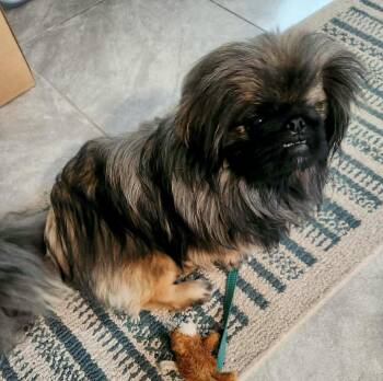 Pekingese Dogs Available for Adoption - Dasher | PetCurious