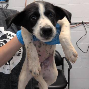 Quiz -  Pointer and Mixed Breed Dog for Adoption in Hattiesburg, Mississippi - Quiz | PetCurious