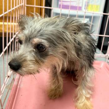 Sprinkles -  Yorkshire Terrier Dog for Adoption in Trenton, New Jersey - Sprinkles | PetCurious