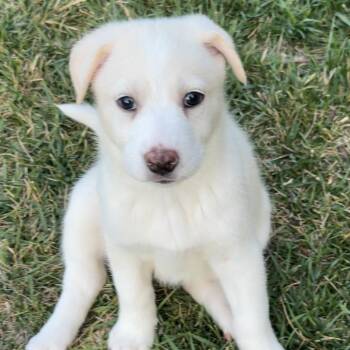 Arctic -  Siberian Husky and Cattle Dog Dog for Adoption in Oceanside, California - Arctic | PetCurious