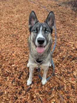German Shepherd Dog and Siberian Husky Dogs Available for Adoption - Willow | PetCurious