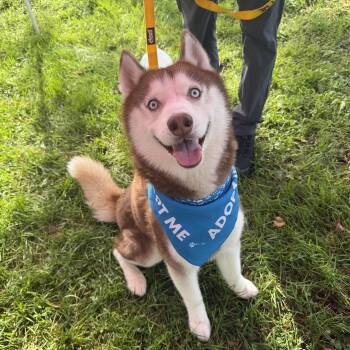 Musa -  Siberian Husky Dog for Adoption in Spring City, Pennsylvania - Musa | PetCurious