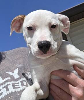 Jack Russell Terrier and English Pointer Dogs Available for Adoption in Terre Haute, Indiana - BeeBee | PetCurious