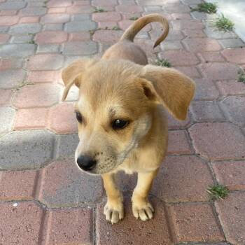 Rhodesian Ridgeback and Terrier Dogs Available for Adoption in Escondido, California - Ivy | PetCurious