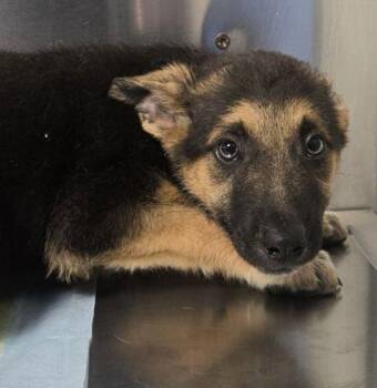 Donkey -  Shepherd and Mixed Breed Dog for Adoption in Fresno, California - Donkey | PetCurious