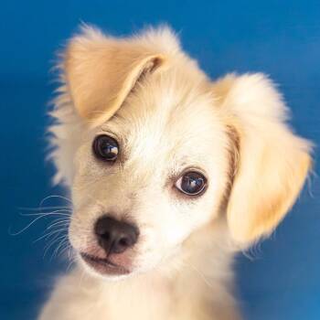 Biscuit Bandit -  Spitz and Mixed Breed Dog for Adoption in Decatur, Georgia - Biscuit Bandit | PetCurious