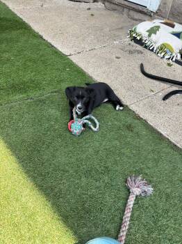 Mixed Breed Dogs Available for Adoption in Kenosha, Wisconsin - Hallie | PetCurious