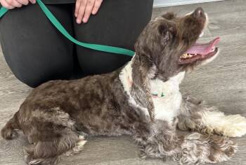 Rollie -  Cocker Spaniel Dog for Adoption in Westminster, Maryland - Rollie | PetCurious