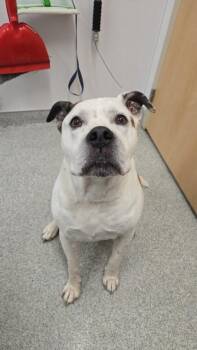 CHOPPER -  American Bulldog and Boxer Dog for Adoption in Loveland, Colorado - CHOPPER | PetCurious
