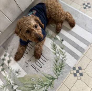 Rescue Goldendoodle Dogs for Adoption in Eagleville, Tennessee - Fletch | PetCurious