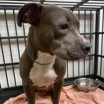 Benjamin -  Pit Bull Terrier Dog for Adoption in Westminster, California - Benjamin | PetCurious