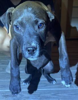 American Staffordshire Terrier Dogs Available for Adoption - BLACKBERRY | PetCurious