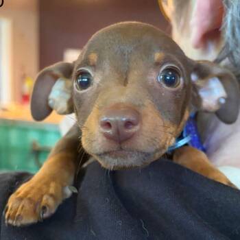 Bud -  Mixed Breed Dog for Adoption in San Francisco, California - Bud | PetCurious