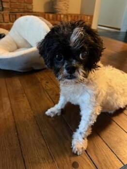 Mixed Breed Dogs Available for Adoption in Cincinnati, Ohio - BDubs | PetCurious