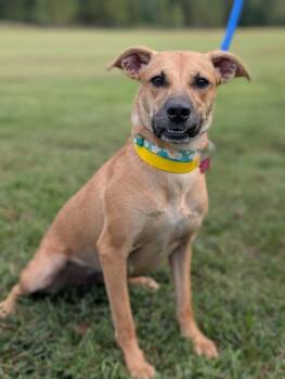 Rescue Terrier and Mixed Breed Dogs for Adoption in Aiken, South Carolina - Dory | PetCurious