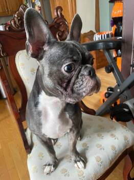 Charlie - Pending -  Boston Terrier Dog for Adoption - Charlie - Pending | PetCurious
