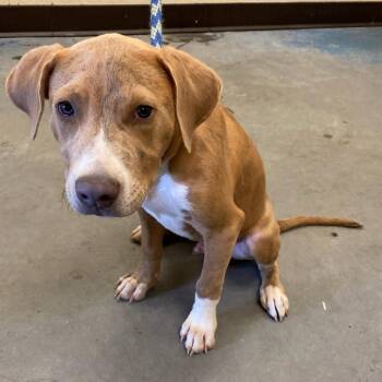 Mixed Breed Dogs Available for Adoption in Memphis, Tennessee - MASE | PetCurious