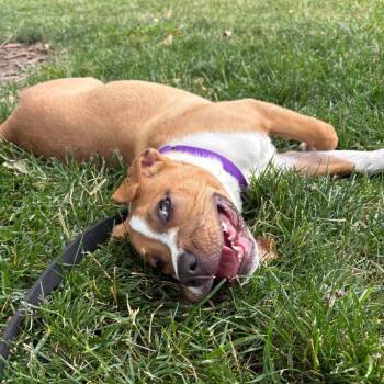 Wildflower -  Boxer and Pit Bull Terrier Dog for Adoption in Lenexa, Kansas - Wildflower | PetCurious