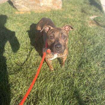 Brynn -  Mixed Breed Dog for Adoption in Philadelphia, Pennsylvania - Brynn | PetCurious