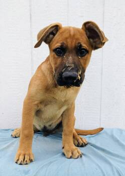 Rescue Labrador Retriever and Mixed Breed Dogs for Adoption in Leesburg, Alabama - Amir | PetCurious
