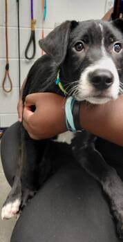 Baxter -  Mixed Breed Dog for Adoption in Henderson, North Carolina - Baxter | PetCurious