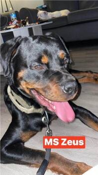 Rottweiler Dogs Available for Adoption - MS Zeus | PetCurious
