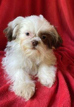 Shih Tzu Dogs Available for Sale in Stevensburg, Virginia - Jojo | PetCurious