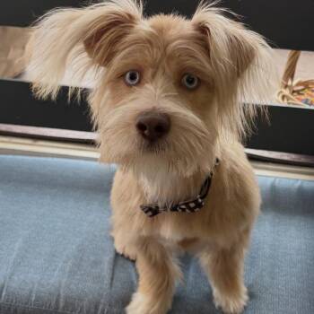 Cairn Terrier and West Highland White Terrier Westie Dogs Available for Adoption - Rocky | PetCurious