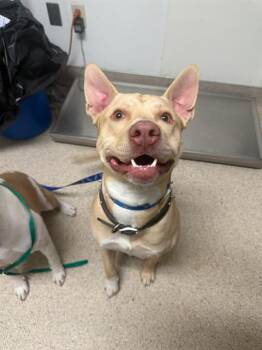 Pit Bull Terrier Dogs Available for Adoption - Snuggles -- URGENT! | PetCurious