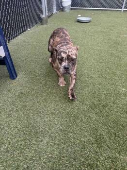 Andy -  Mixed Breed Dog for Adoption in Lafayette, Indiana - Andy | PetCurious