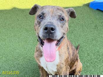 Mixed Breed Dogs Available for Adoption in West Palm Beach, Florida - DOZER | PetCurious